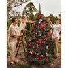 Pre-Order Only - Christmas Limited Edition Circa White Fig & Cedar Tree Scent Stems 2025